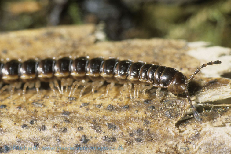 Oxidus gracilis British Myriapod and Isopod Group — free download
